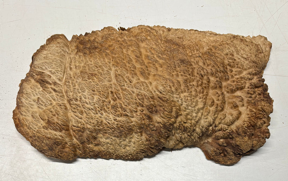 Brown Mallee Burl Blank 15" x 8" x 2.5" 10 Lbs #7016 - Exotic Wood Zone