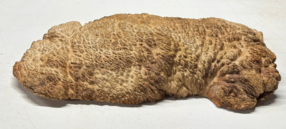 Brown Mallee Burl Blank 15" x 8" x 2.5" 10 Lbs #7016 - Exotic Wood Zone