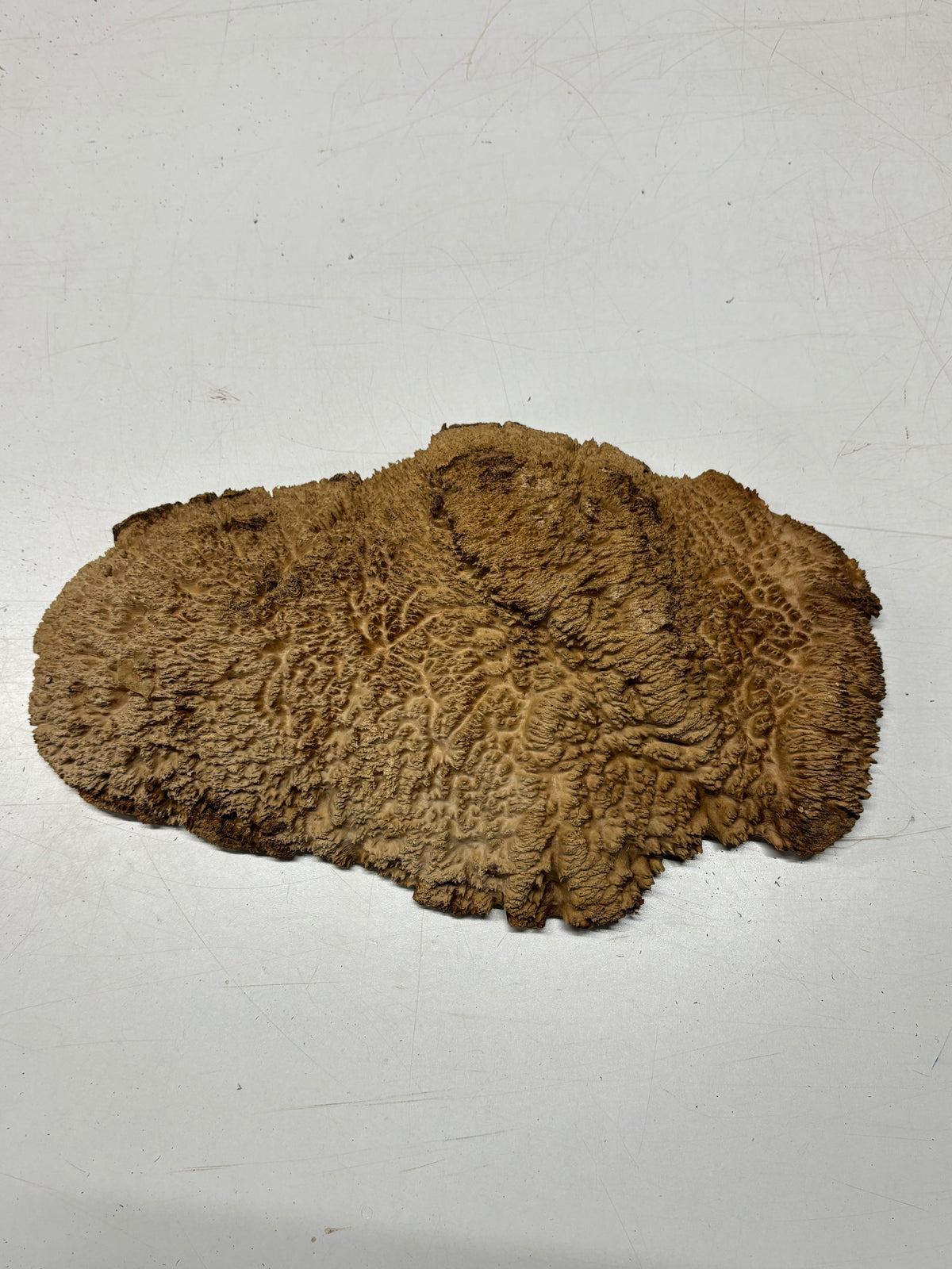Brown Mallee Burl Blank 15" x 7.5" x 2" 6.25 Lbs #7117 - Exotic Wood Zone