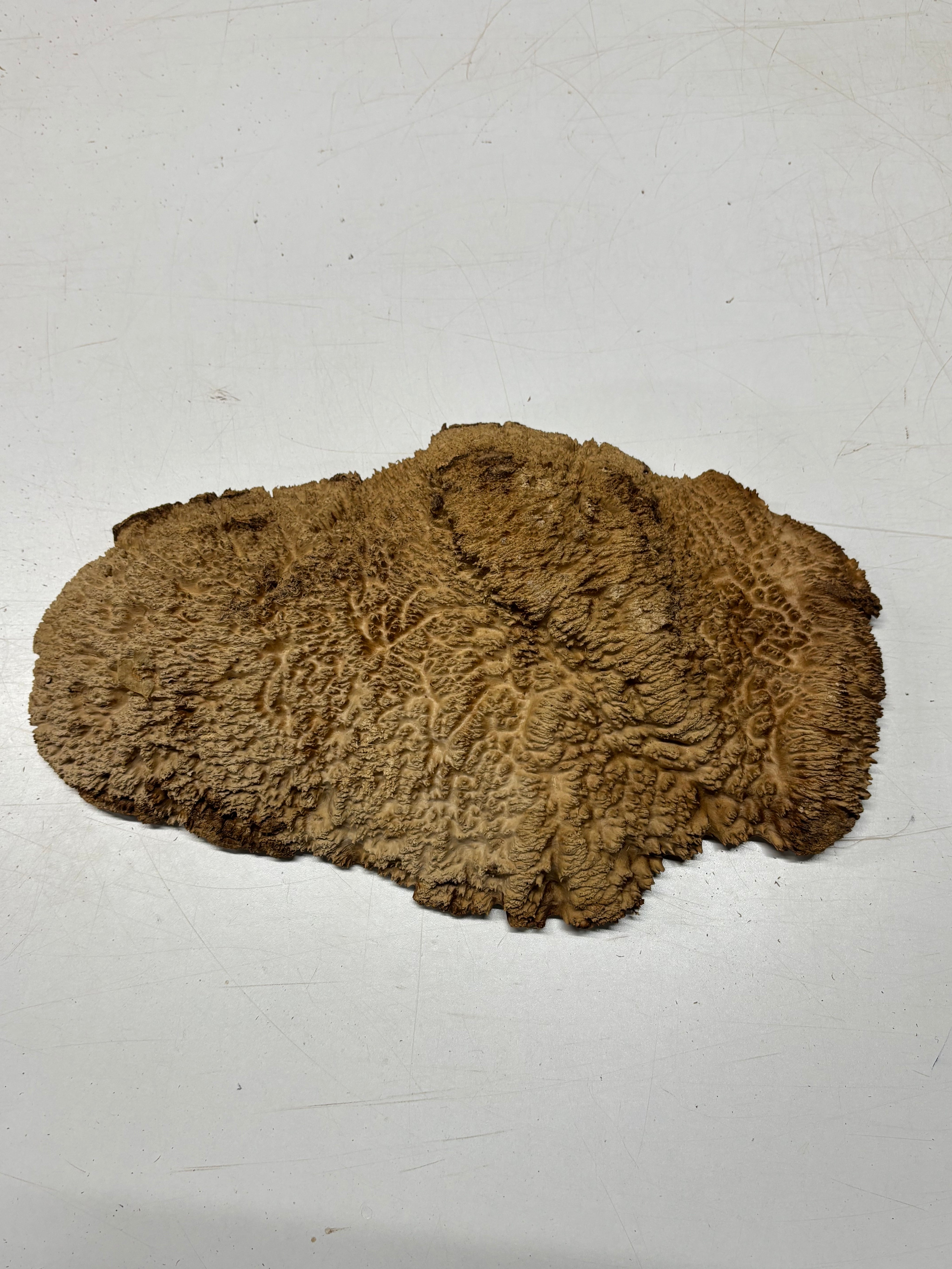 Brown Mallee Burl Blank 15" x 7.5" x 2" 6.25 Lbs #7117 - Exotic Wood Zone