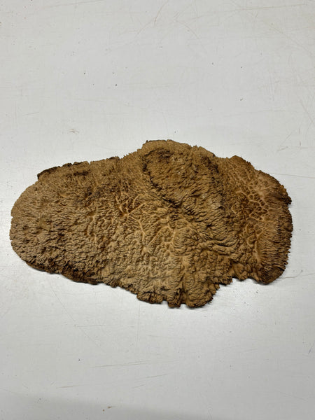 Brown Mallee Burl Blank 15" x 7.5" x 2" 6.25 Lbs #7117 - Exotic Wood Zone