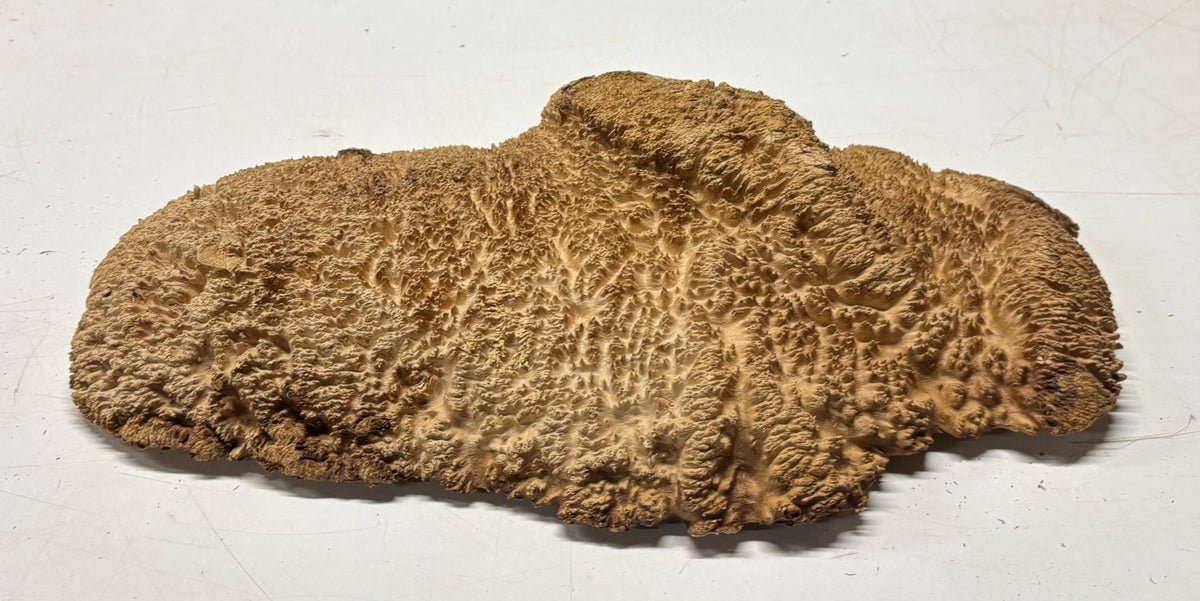 Brown Mallee Burl Blank 15" x 7.5" x 2" 6.25 Lbs #7117 - Exotic Wood Zone