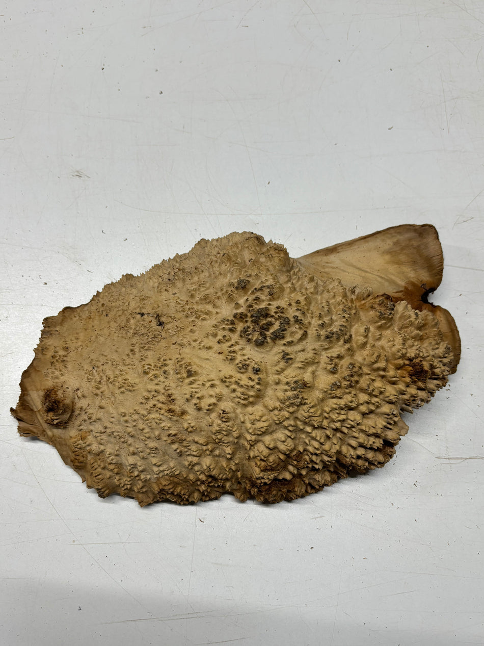Brown Mallee Burl Blank 13" x 8" x 3" 6.35 Lbs #7118 - Exotic Wood Zone