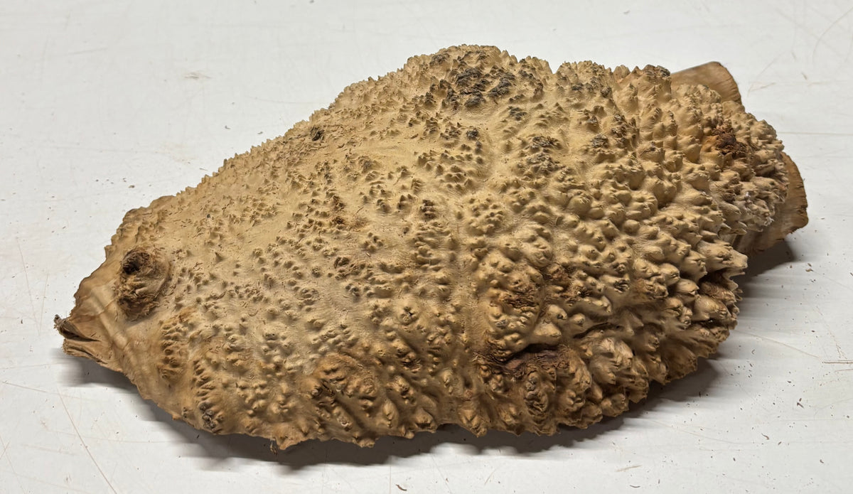 Brown Mallee Burl Blank 13" x 8" x 3" 6.35 Lbs #7118 - Exotic Wood Zone