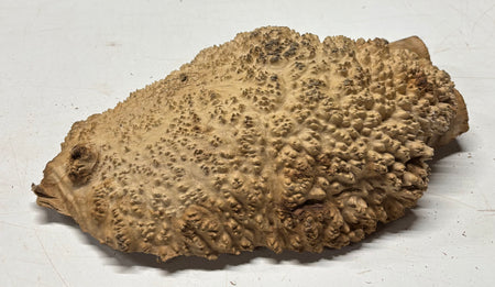 Brown Mallee Burl Blank 13" x 8" x 3" 6.35 Lbs #7118 - Exotic Wood Zone