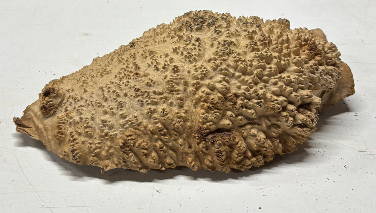 Brown Mallee Burl Blank 13" x 8" x 3" 6.35 Lbs #7118 - Exotic Wood Zone