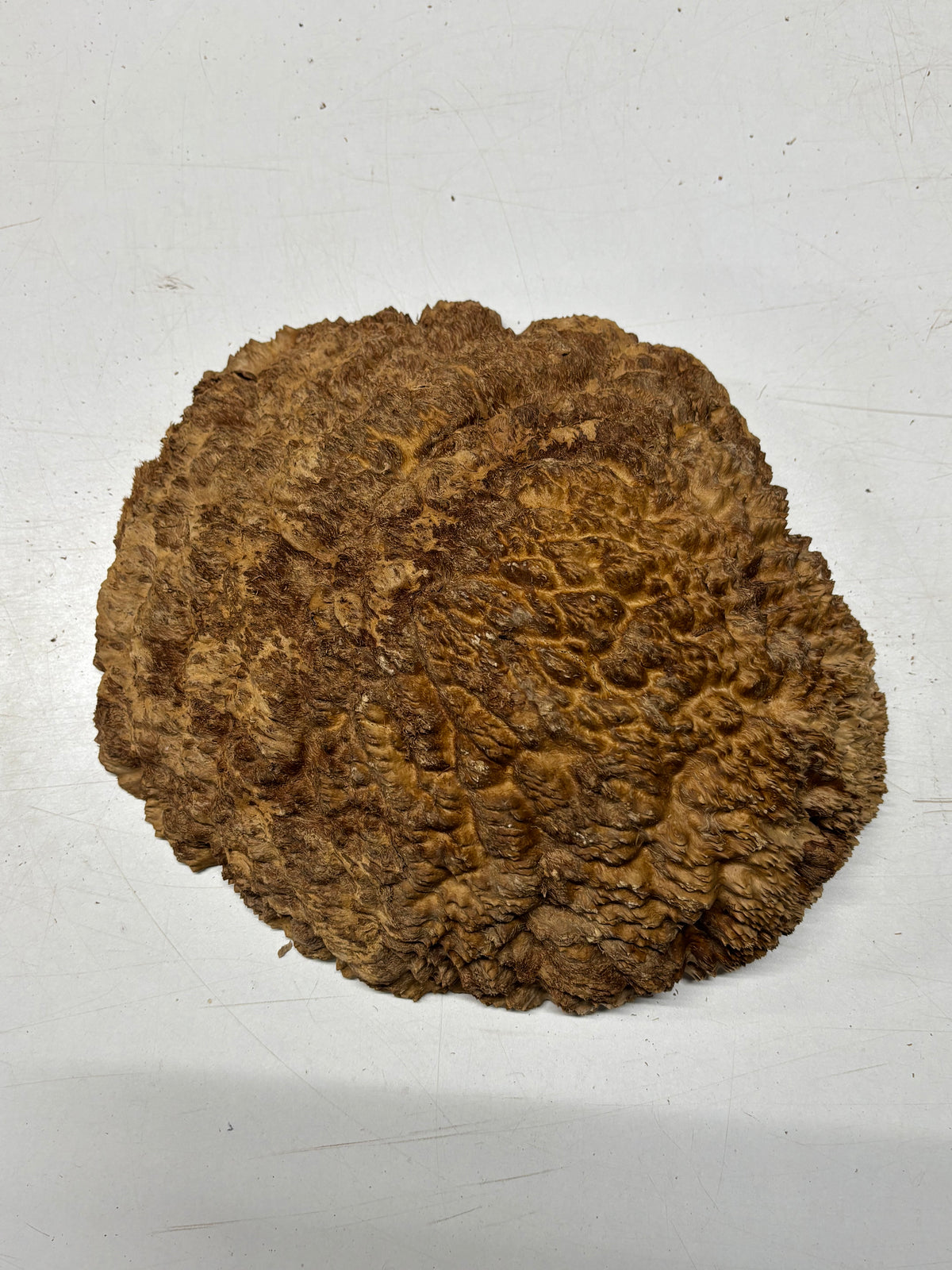 Brown Mallee Burl Blank 10" x 9" x 2.5" 8.25 Lbs #7119 - Exotic Wood Zone