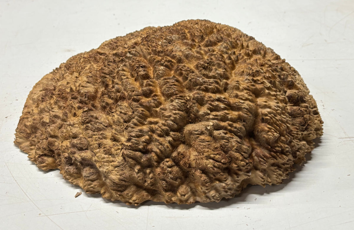 Brown Mallee Burl Blank 10" x 9" x 2.5" 8.25 Lbs #7119 - Exotic Wood Zone