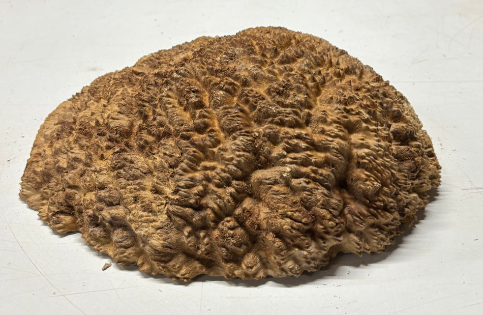 Brown Mallee Burl Blank 10" x 9" x 2.5" 8.25 Lbs #7119 - Exotic Wood Zone