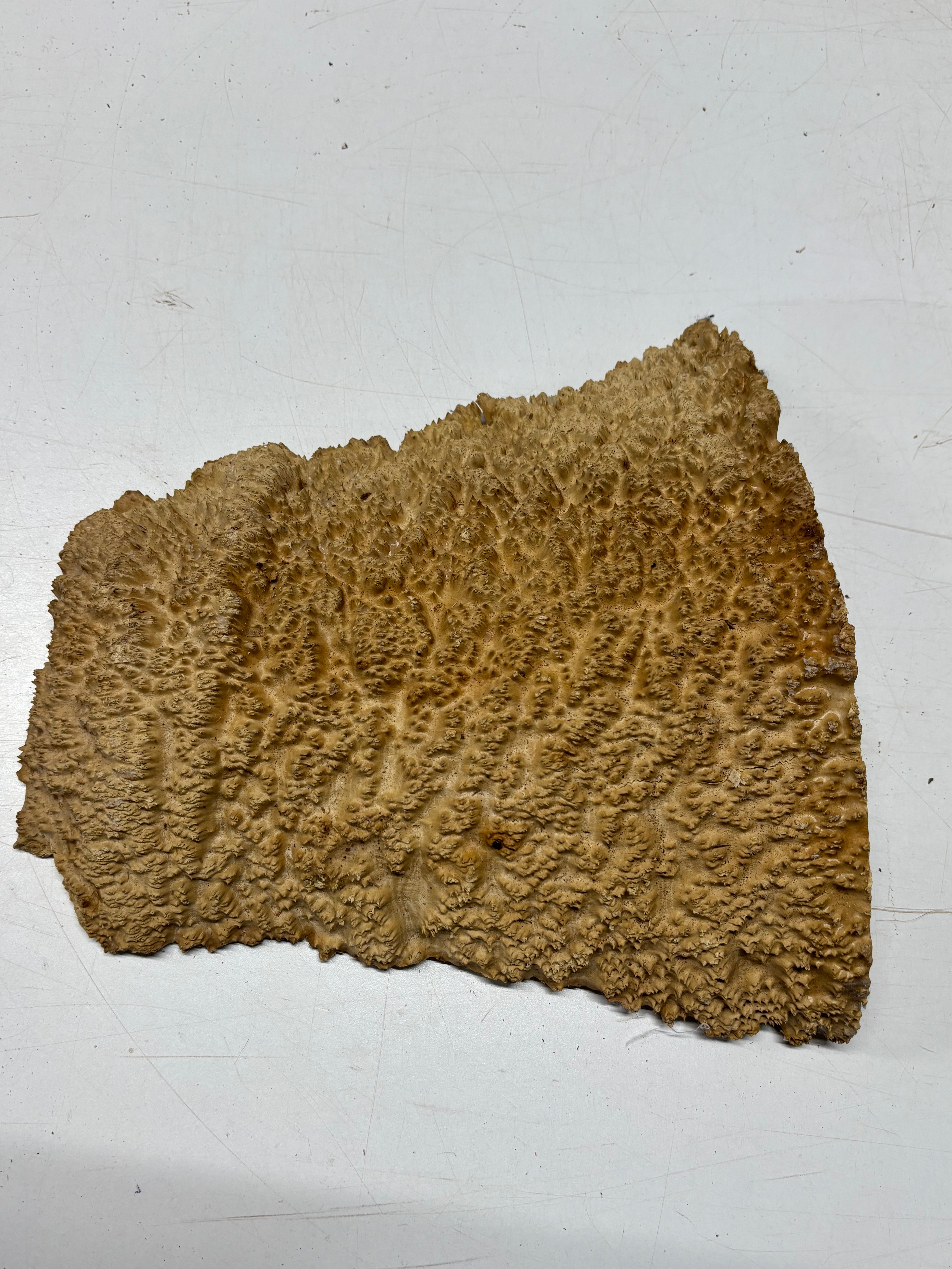 Brown Mallee Burl Blank 11" x 9" x 2" 5.25 Lbs #7120 - Exotic Wood Zone