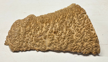 Brown Mallee Burl Blank 11" x 9" x 2" 5.25 Lbs #7120 - Exotic Wood Zone