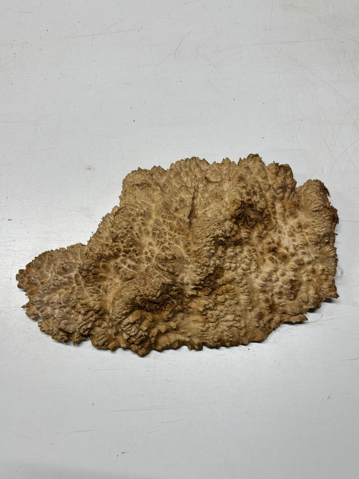 Brown Mallee Burl Blank 17" x 9" x 2" 7.45 Lbs #7121 - Exotic Wood Zone