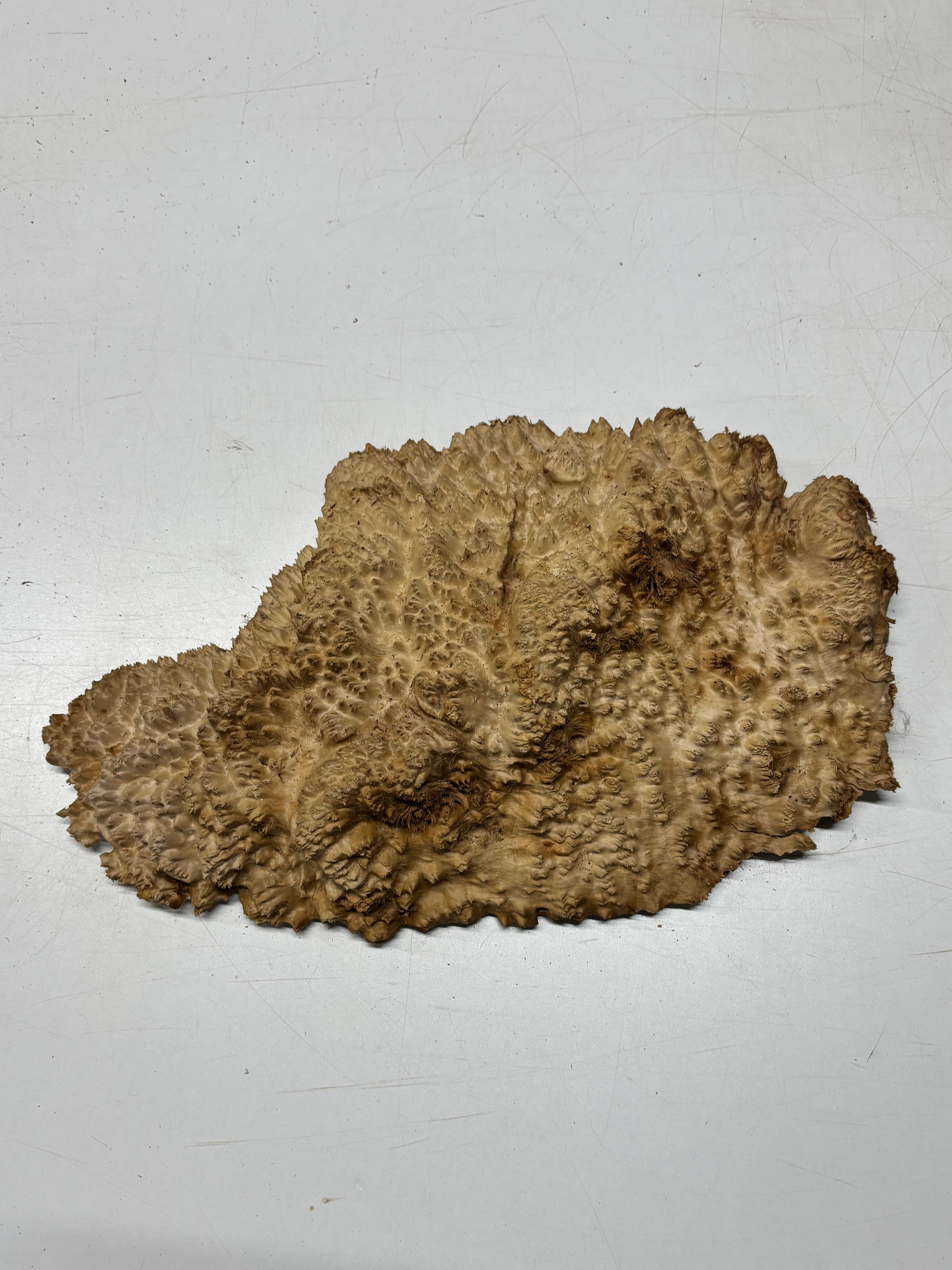 Brown Mallee Burl Blank 17" x 9" x 2" 7.45 Lbs #7121 - Exotic Wood Zone