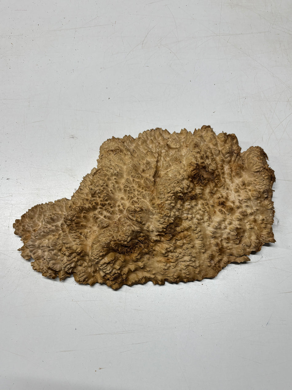 Brown Mallee Burl Blank 17" x 9" x 2" 7.45 Lbs #7121 - Exotic Wood Zone