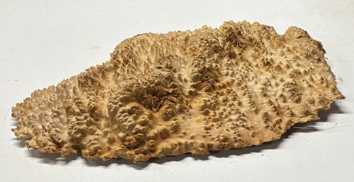 Brown Mallee Burl Blank 17" x 9" x 2" 7.45 Lbs #7121 - Exotic Wood Zone