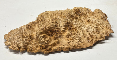 Brown Mallee Burl Blank 17" x 9" x 2" 7.45 Lbs #7121 - Exotic Wood Zone