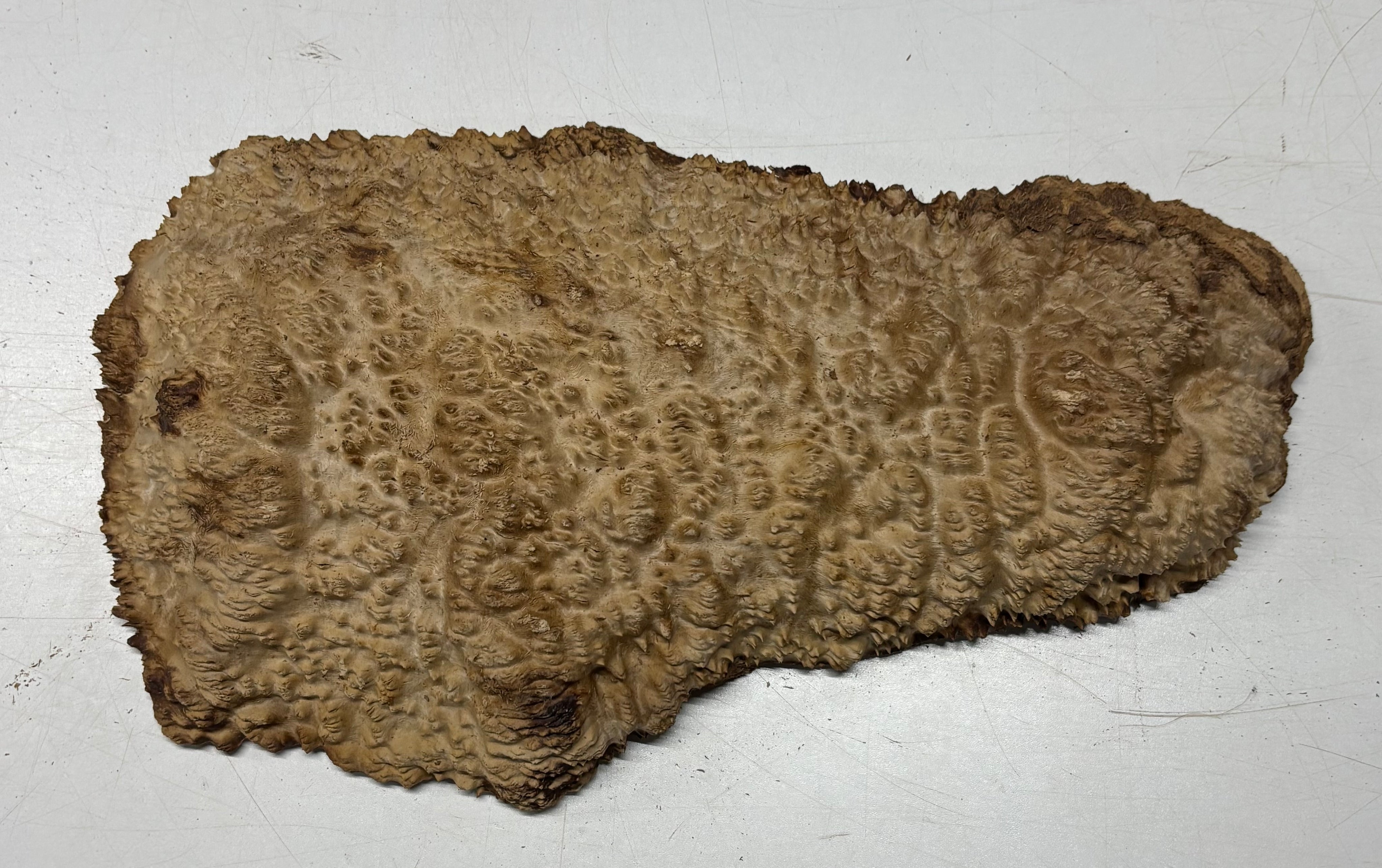 Brown Mallee Burl Blank 16" x 6.5" x 1.5" 6.65 Lbs #7122 - Exotic Wood Zone