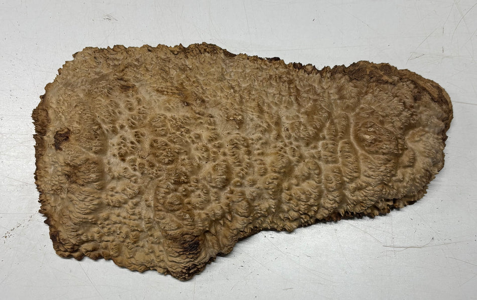 Brown Mallee Burl Blank 16" x 6.5" x 1.5" 6.65 Lbs #7122 - Exotic Wood Zone