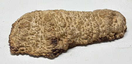 Brown Mallee Burl Blank 16" x 6.5" x 1.5" 6.65 Lbs #7122 - Exotic Wood Zone