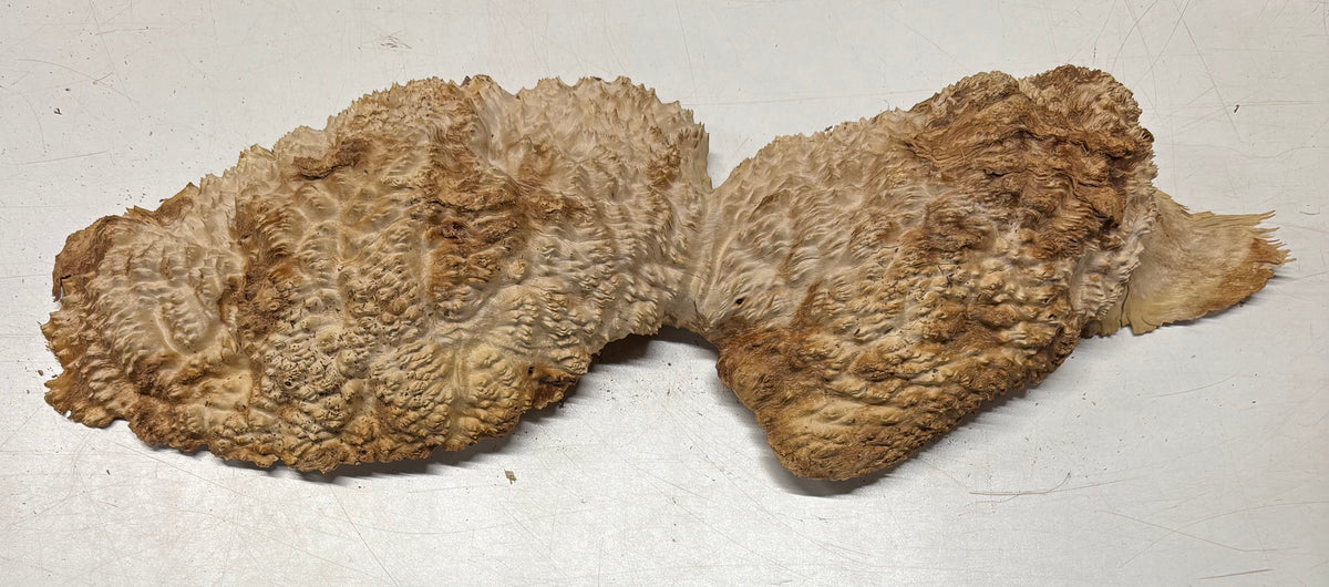 Brown Mallee Burl Blank 20" x 5" x 2" 7.6 Lbs #7123 - Exotic Wood Zone