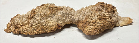 Brown Mallee Burl Blank 20" x 5" x 2" 7.6 Lbs #7123 - Exotic Wood Zone