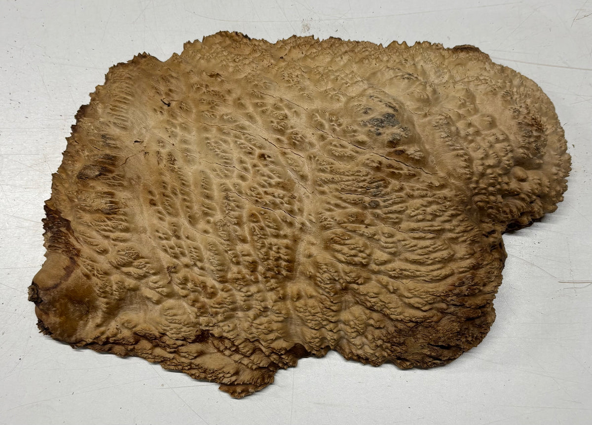 Brown Mallee Burl Blank 13" x 8" x 2" 7.2 Lbs #7124 - Exotic Wood Zone