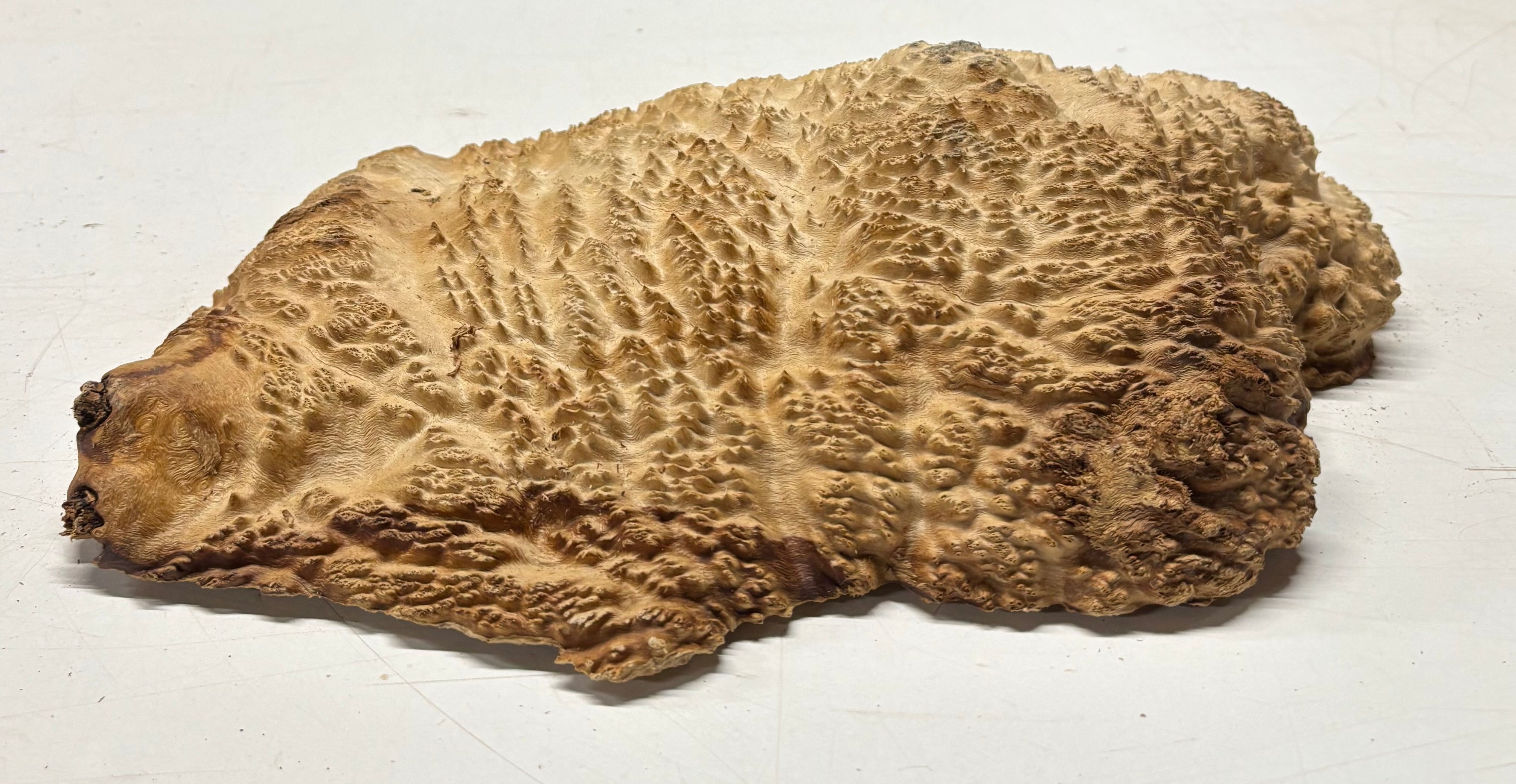Brown Mallee Burl Blank 13" x 8" x 2" 7.2 Lbs #7124 - Exotic Wood Zone