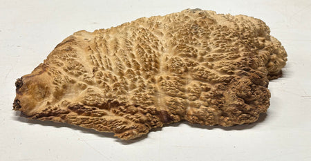 Brown Mallee Burl Blank 13" x 8" x 2" 7.2 Lbs #7124 - Exotic Wood Zone