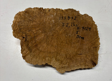 Brown Mallee Burl Blank 13" x 8" x 2" 7.2 Lbs #7124 - Exotic Wood Zone
