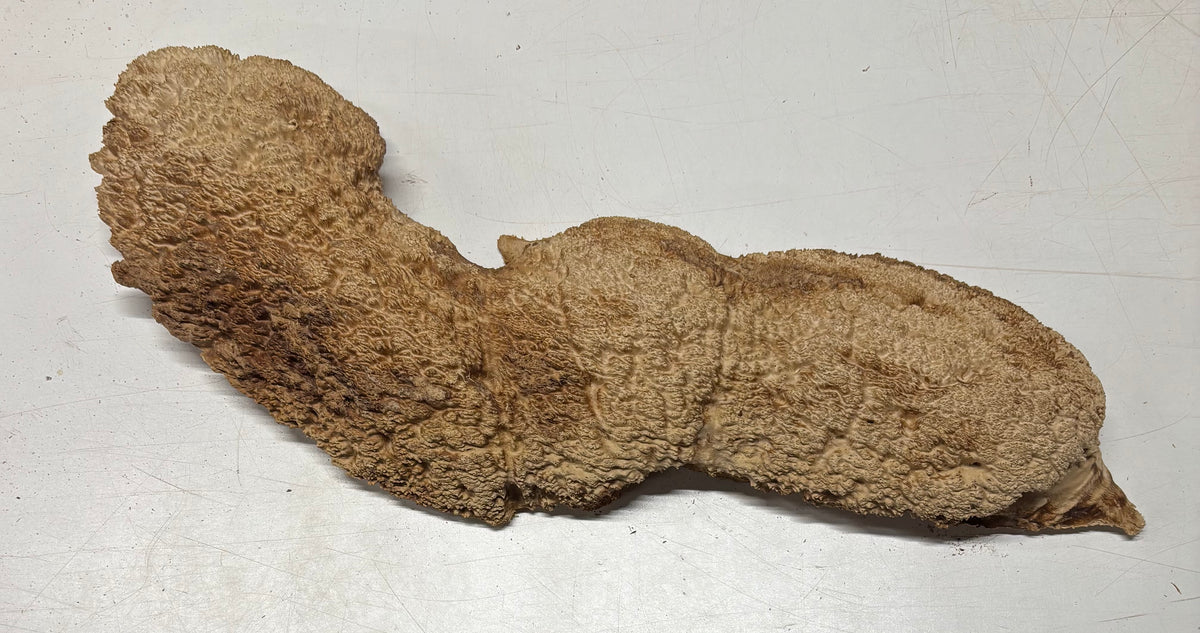 Brown Mallee Burl Blank 22" x 4.5" x 2" 8.4 Lbs #7125 - Exotic Wood Zone