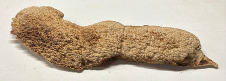Brown Mallee Burl Blank 22" x 4.5" x 2" 8.4 Lbs #7125 - Exotic Wood Zone