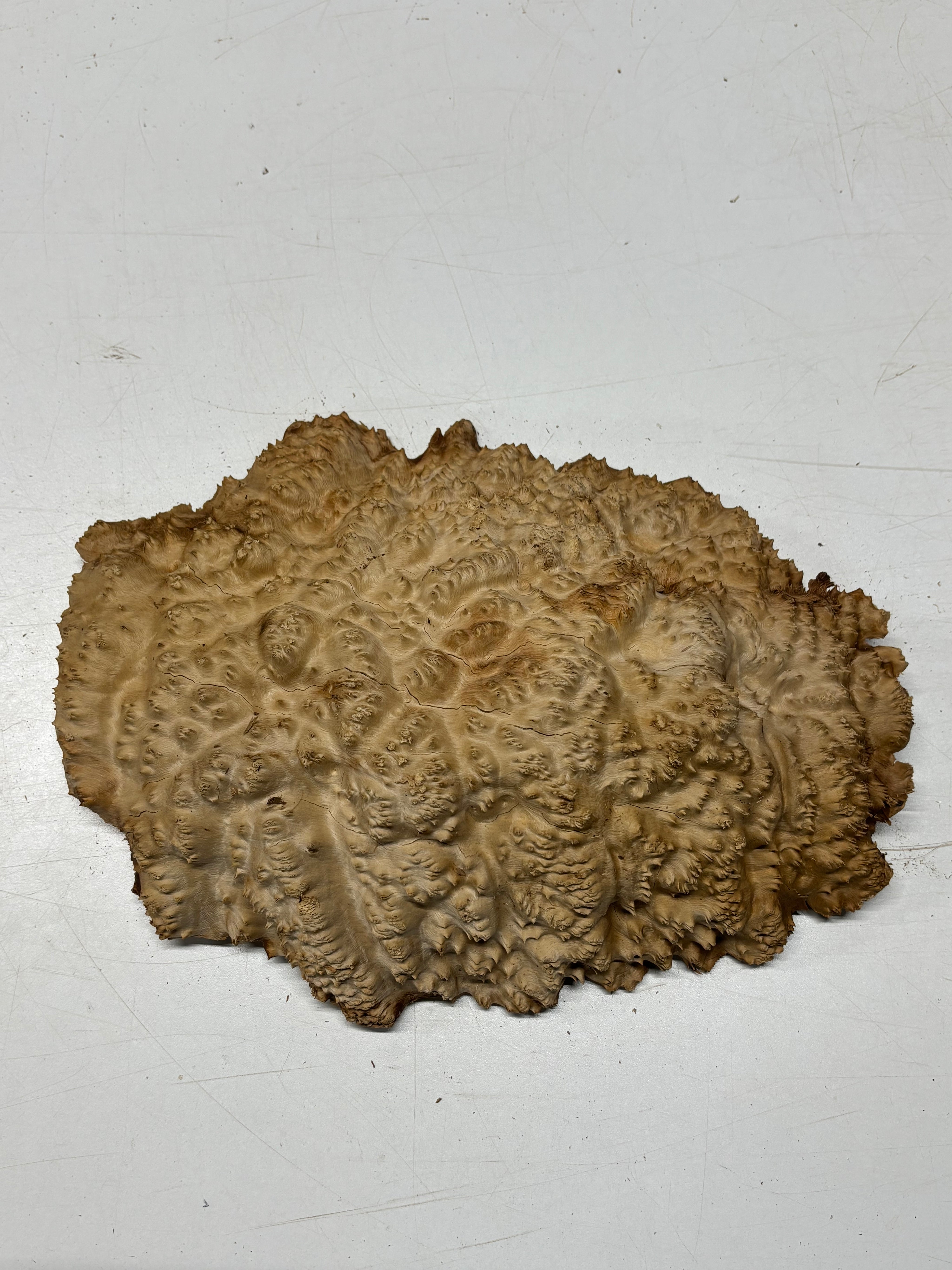 Brown Mallee Burl Blank 12" x 8" x 2" 5.5 Lbs #7126 - Exotic Wood Zone