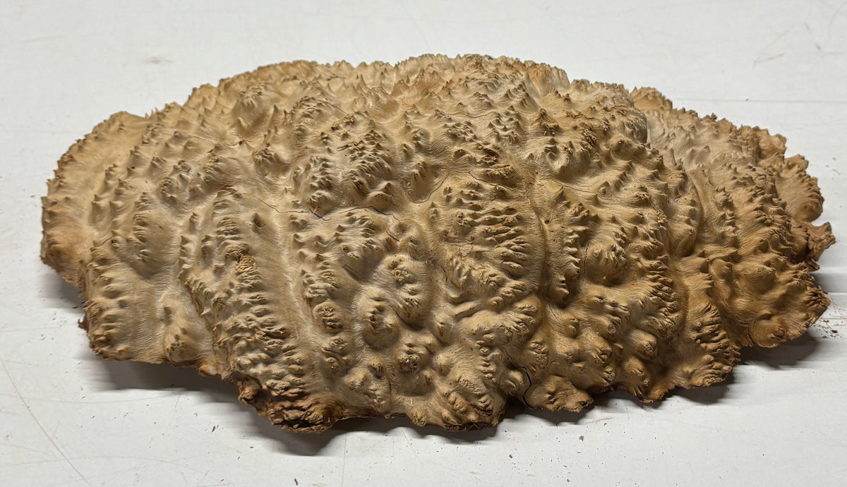 Brown Mallee Burl Blank 12" x 8" x 2" 5.5 Lbs #7126 - Exotic Wood Zone