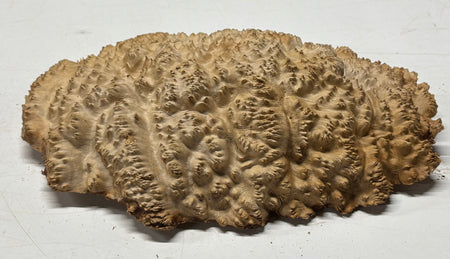 Brown Mallee Burl Blank 12" x 8" x 2" 5.5 Lbs #7126 - Exotic Wood Zone