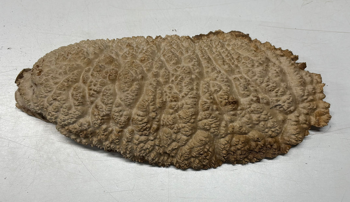 Brown Mallee Burl Blank 15" x 5.5" x 3" 9.35 Lbs #7127 - Exotic Wood Zone