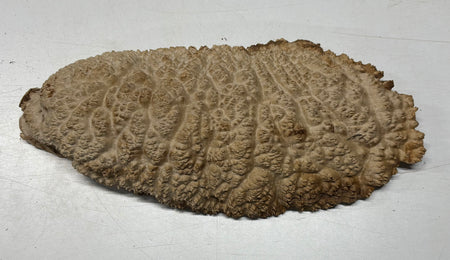 Brown Mallee Burl Blank 15" x 5.5" x 3" 9.35 Lbs #7127 - Exotic Wood Zone