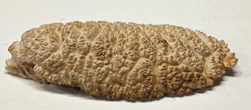 Brown Mallee Burl Blank 15" x 5.5" x 3" 9.35 Lbs #7127 - Exotic Wood Zone