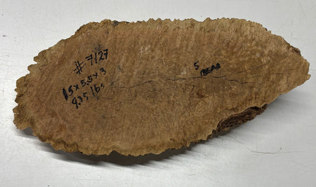 Brown Mallee Burl Blank 15" x 5.5" x 3" 9.35 Lbs #7127 - Exotic Wood Zone