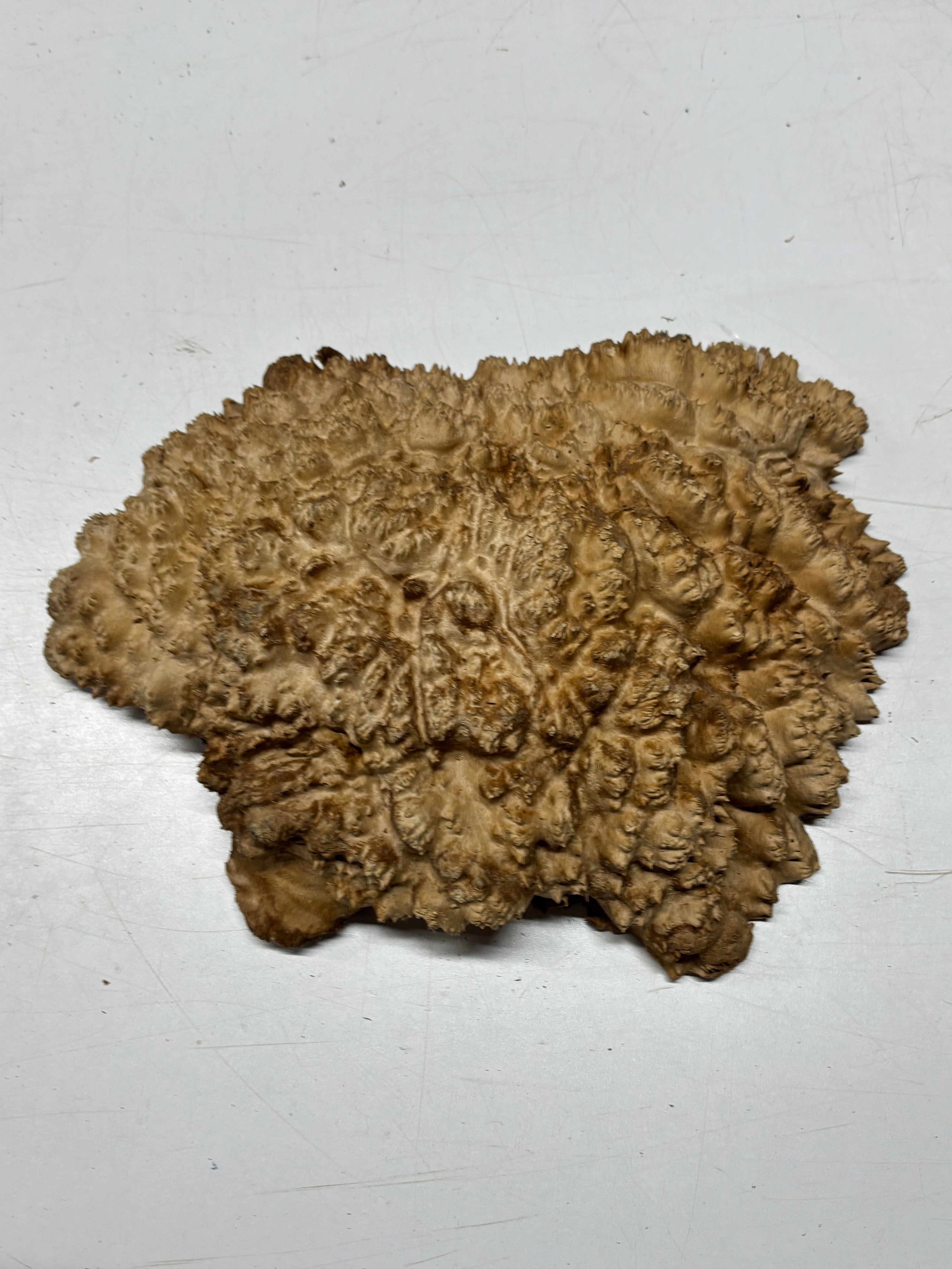 Brown Mallee Burl Blank 14" x 9.5" x 3" 8.2 Lbs #7128 - Exotic Wood Zone