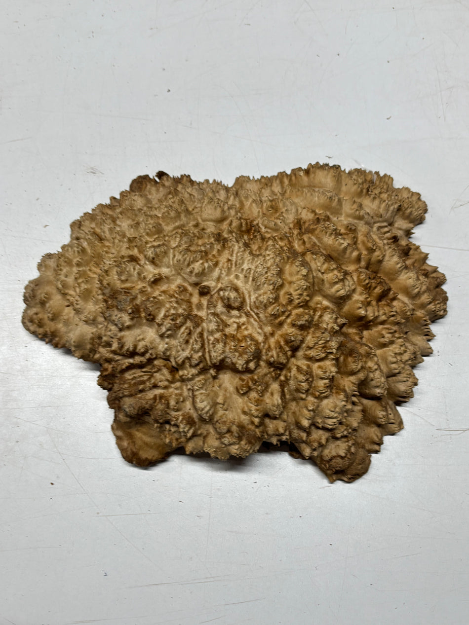 Brown Mallee Burl Blank 14" x 9.5" x 3" 8.2 Lbs #7128 - Exotic Wood Zone
