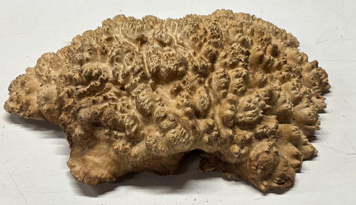 Brown Mallee Burl Blank 14" x 9.5" x 3" 8.2 Lbs #7128 - Exotic Wood Zone