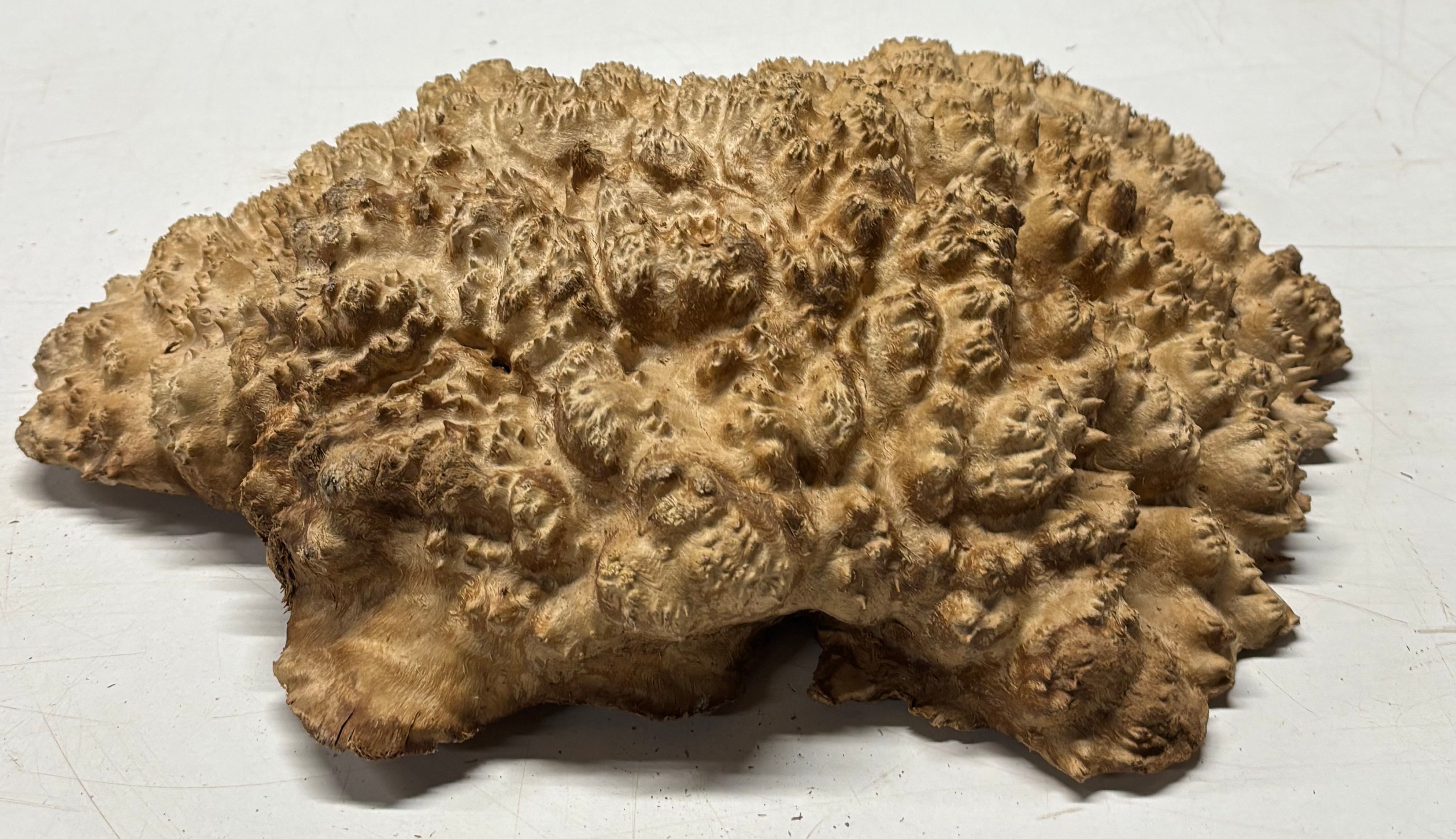 Brown Mallee Burl Blank 14" x 9.5" x 3" 8.2 Lbs #7128 - Exotic Wood Zone