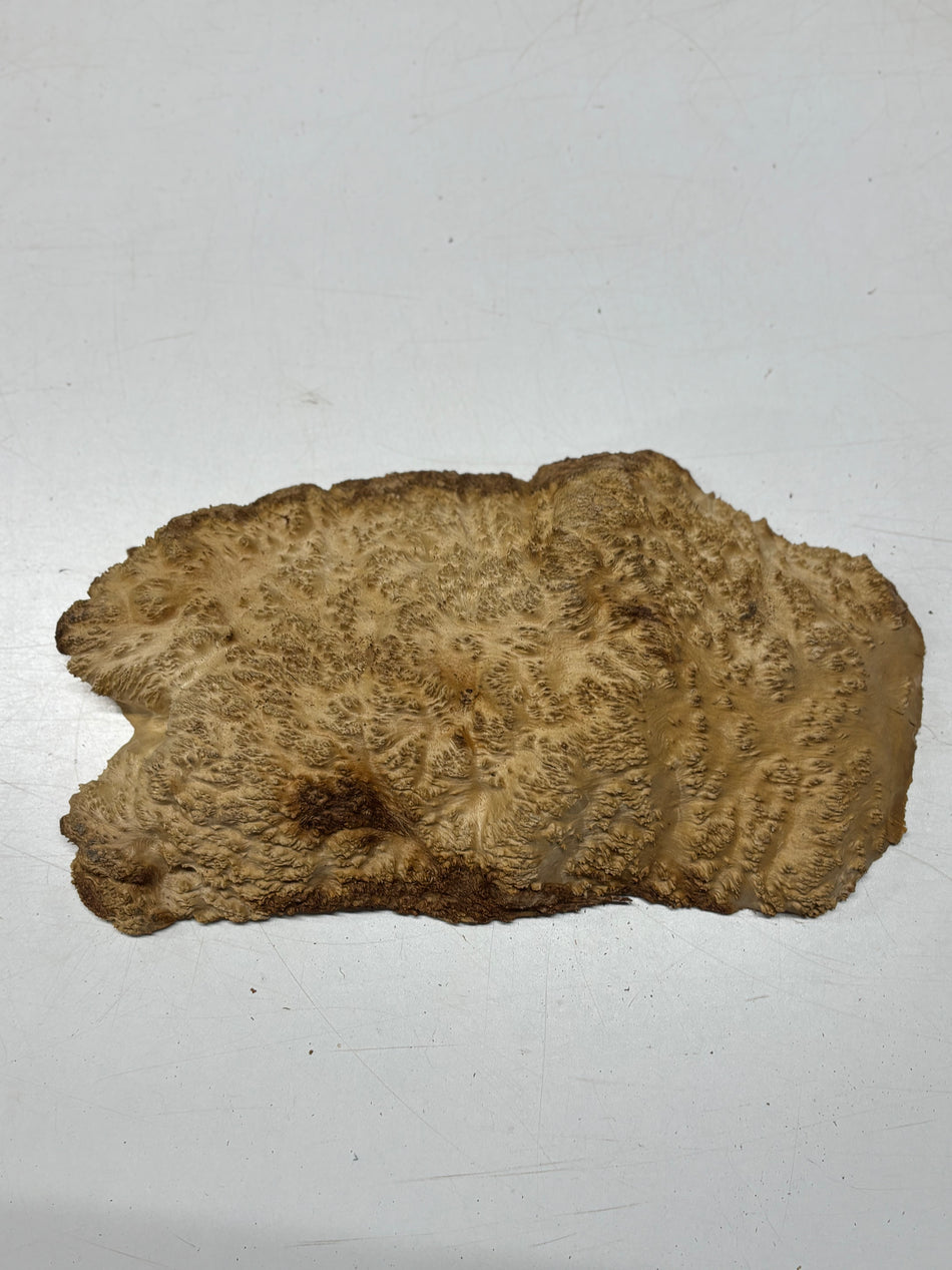 Brown Mallee Burl Blank 14" x 8" x 2" 5.5 Lbs #7129 - Exotic Wood Zone