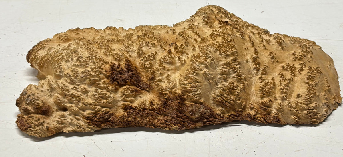 Brown Mallee Burl Blank 14" x 8" x 2" 5.5 Lbs #7129 - Exotic Wood Zone