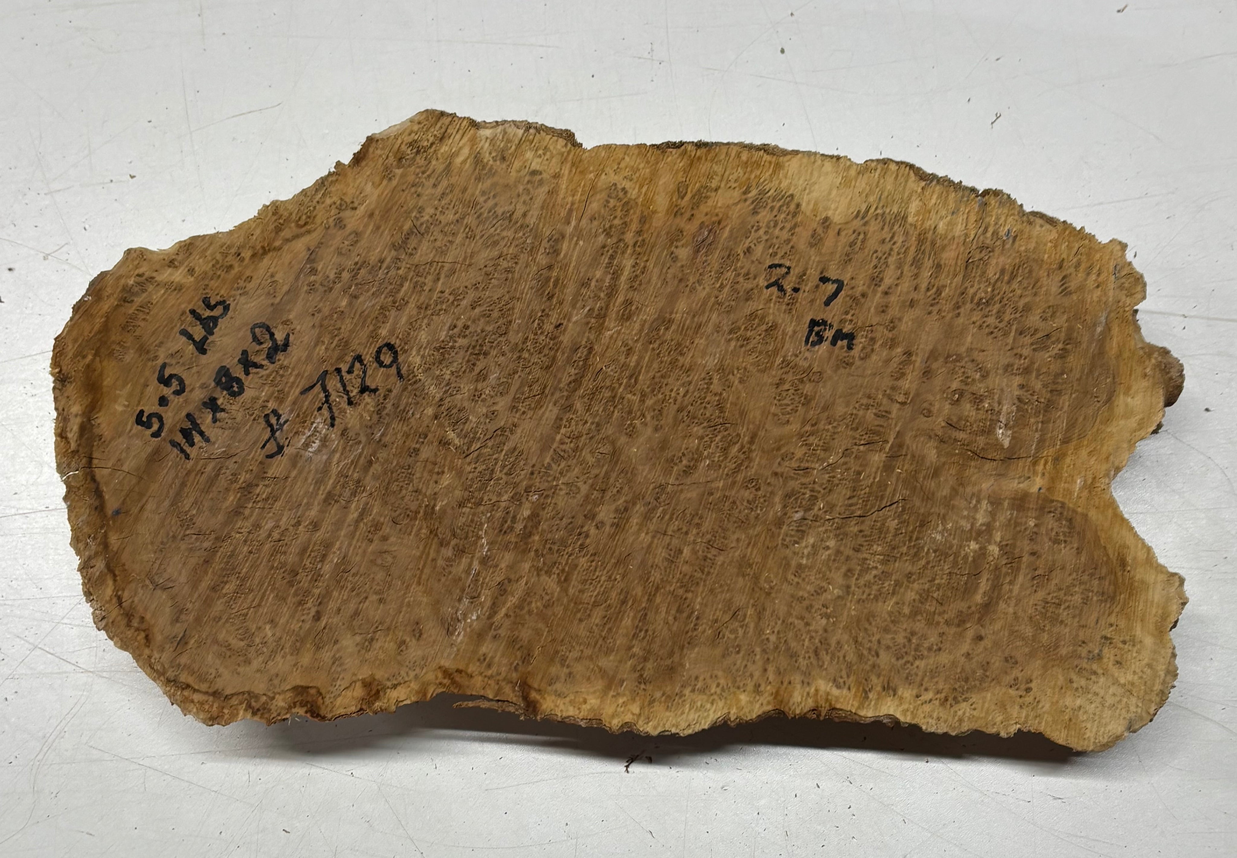 Brown Mallee Burl Blank 14" x 8" x 2" 5.5 Lbs #7129 - Exotic Wood Zone