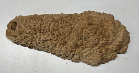 Brown Mallee Burl Blank 20" x 8" x 1.6" 6.4 Lbs #7130 - Exotic Wood Zone