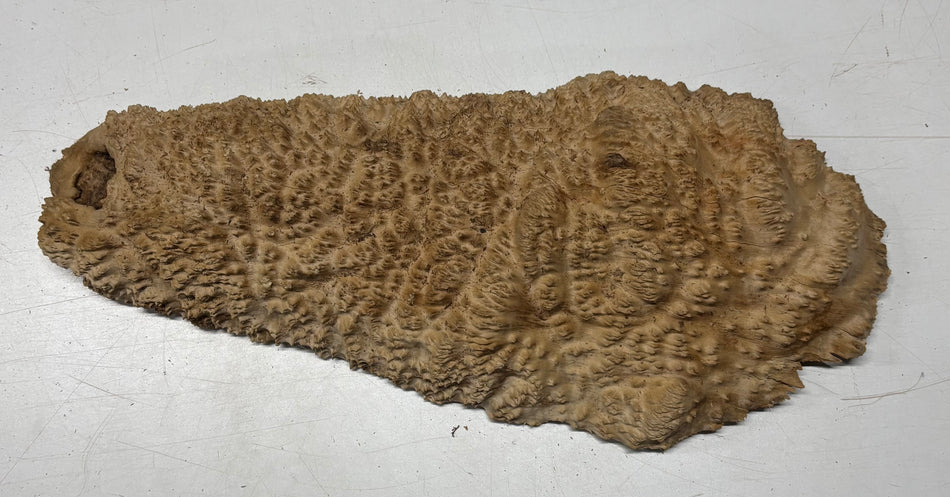 Brown Mallee Burl Blank 20" x 8" x 1.6" 6.4 Lbs #7130 - Exotic Wood Zone
