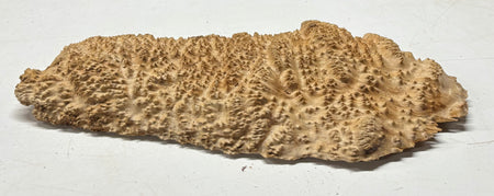 Brown Mallee Burl Blank 20" x 8" x 1.6" 6.4 Lbs #7130 - Exotic Wood Zone
