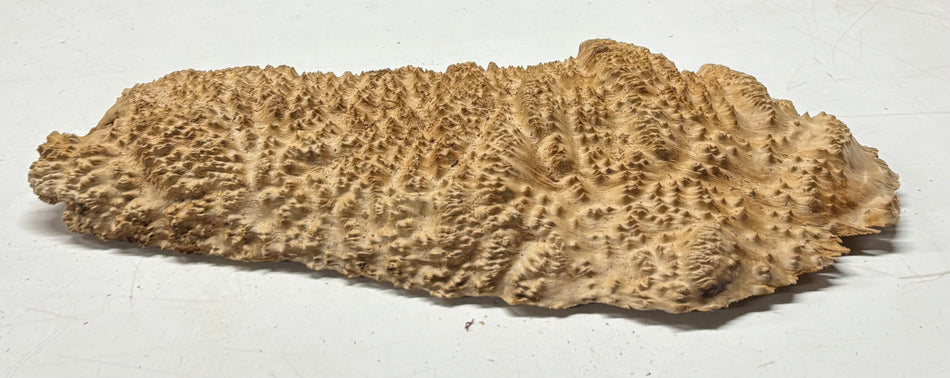 Brown Mallee Burl Blank 20" x 8" x 1.6" 6.4 Lbs #7130 - Exotic Wood Zone