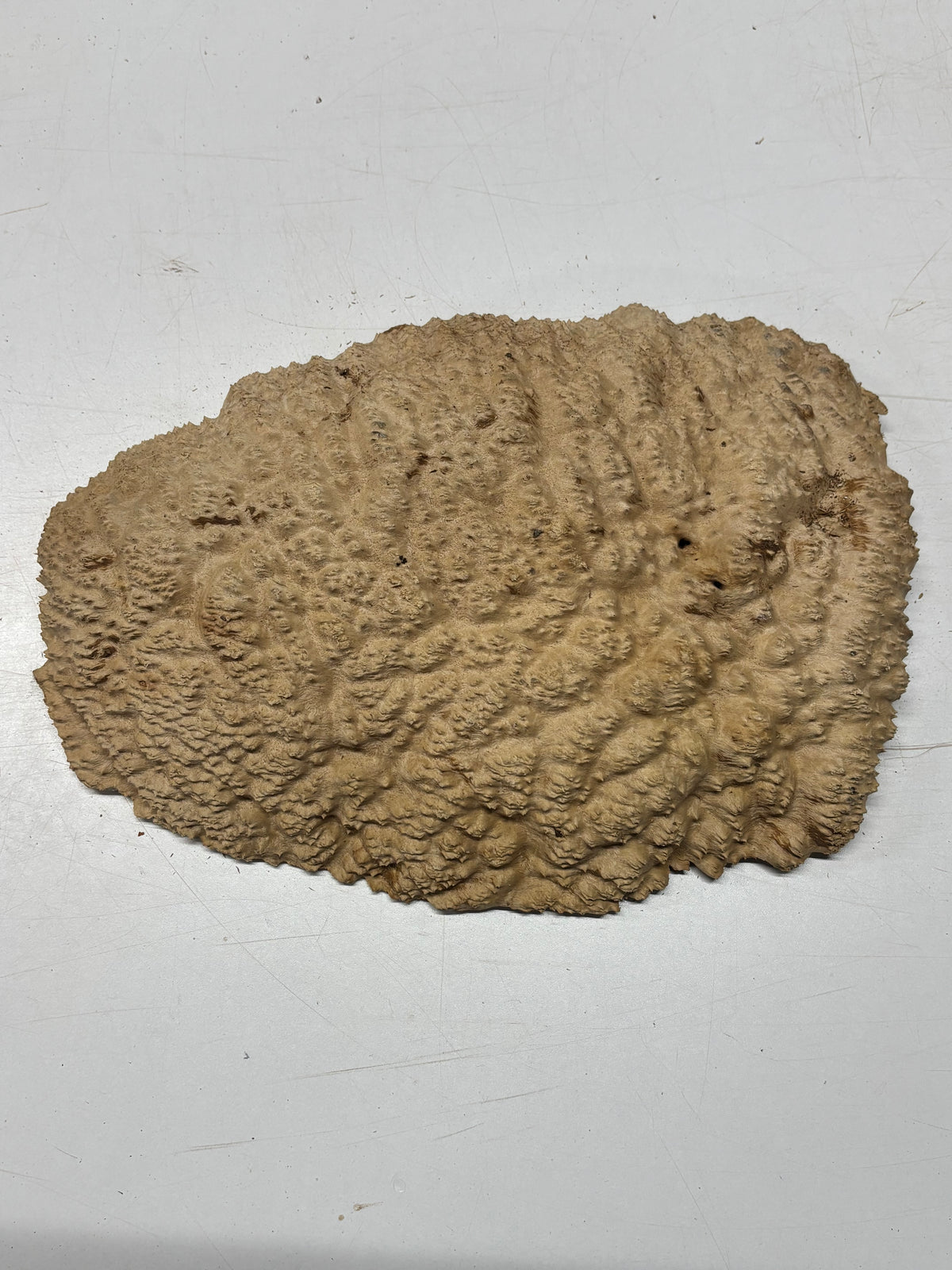 Brown Mallee Burl Blank 14" x 10" x 2" 7.3 Lbs #7131 - Exotic Wood Zone